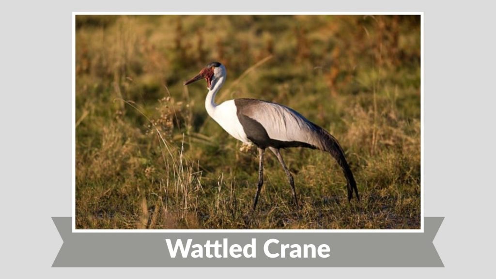 Wattled Crane