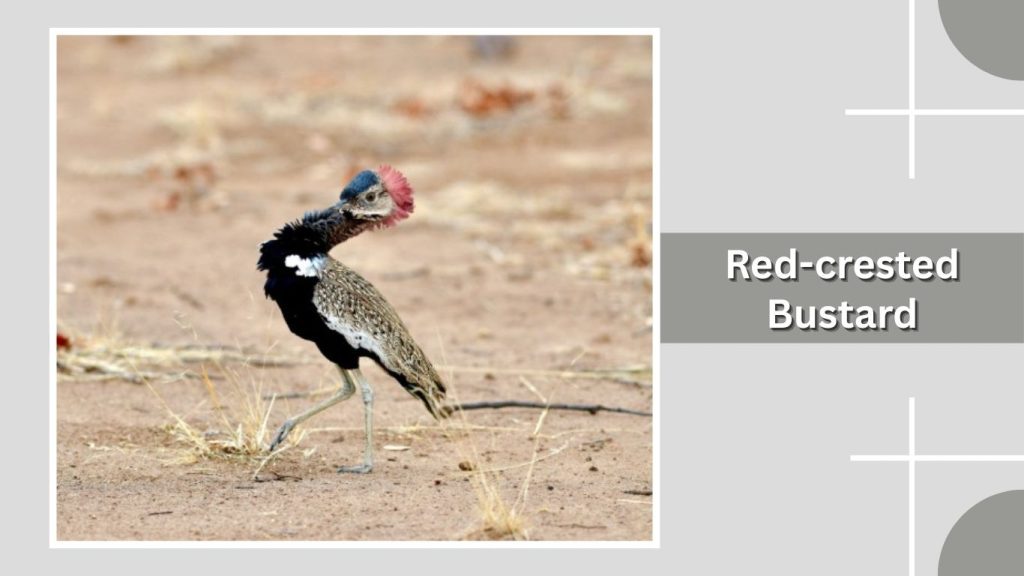 Red-crested Bustard
