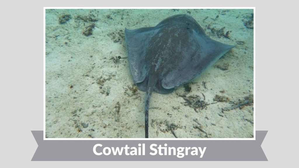 Cowtail Stingray
