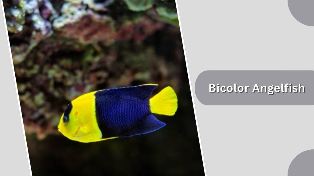 Bicolor Angelfish