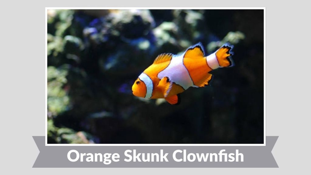 Orange Skunk Clownfish