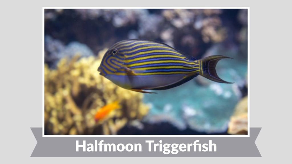 Halfmoon Triggerfish