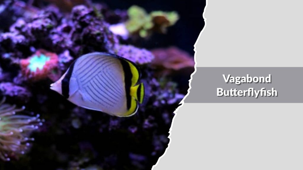 Vagabond Butterflyfish