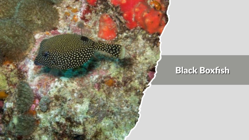 Black Boxfish 