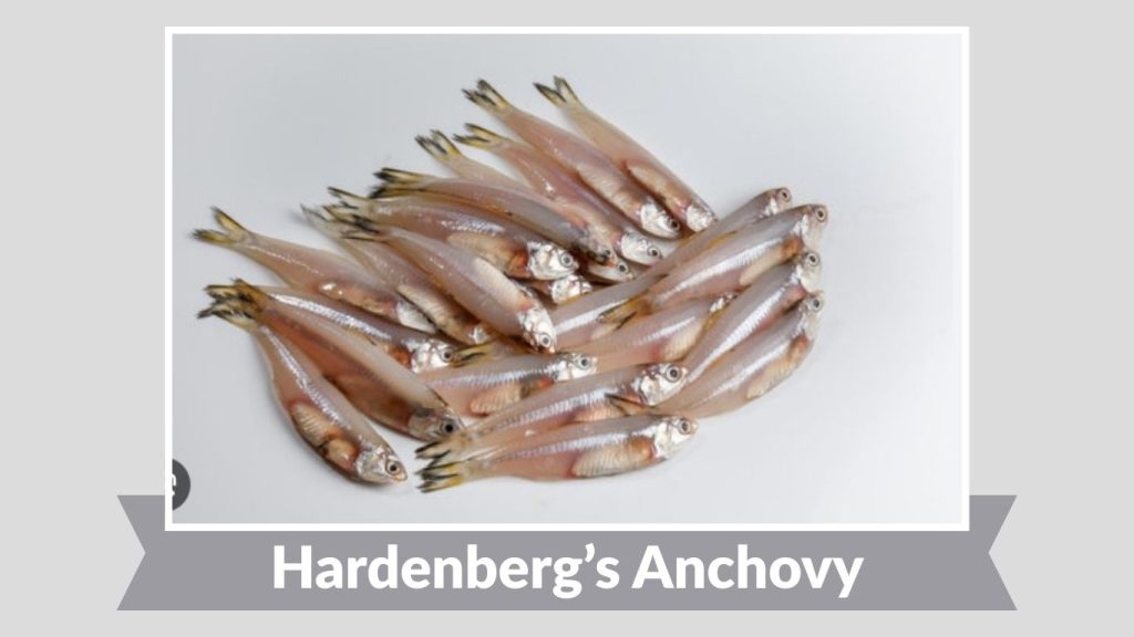 Hardenberg’s Anchovy 