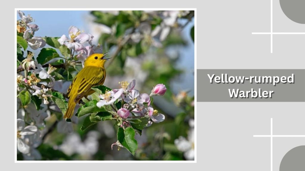 Yellow-rumped Warbler