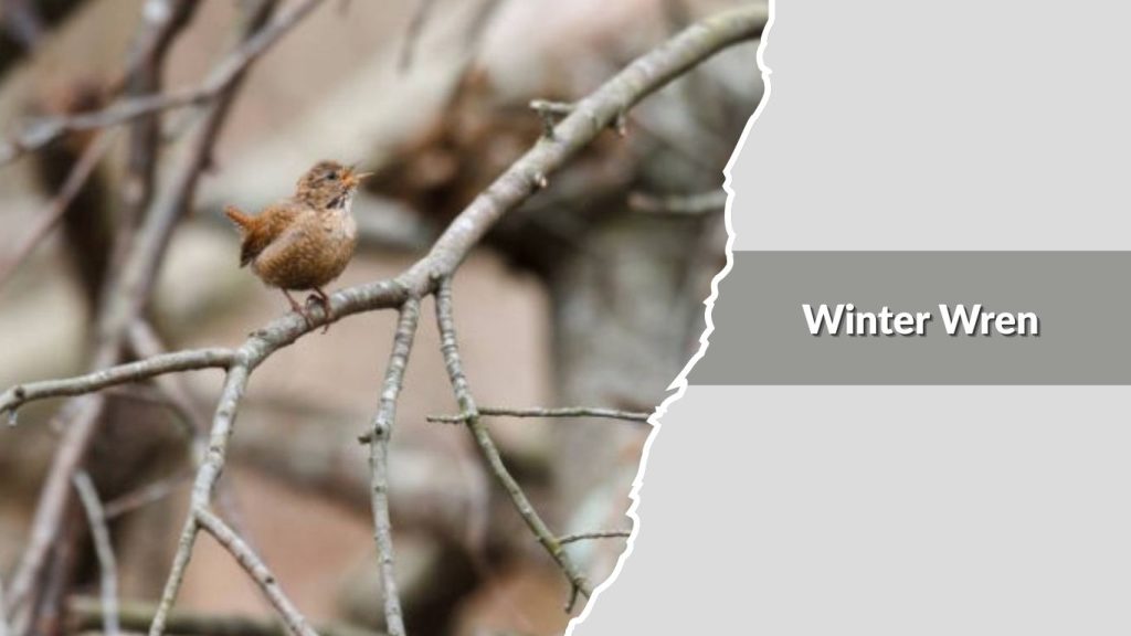 Winter Wren