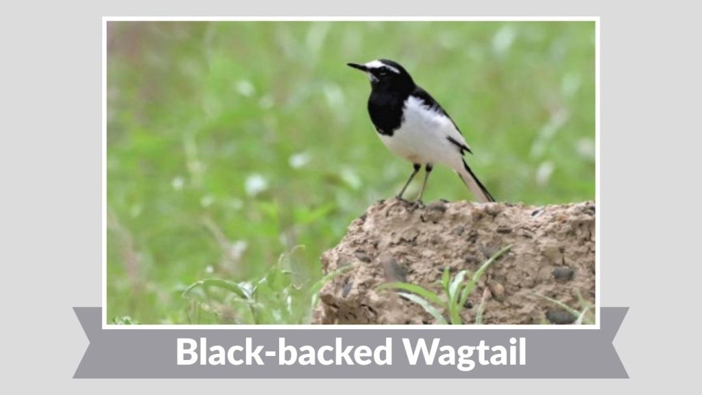 Black-backed Wagtail 