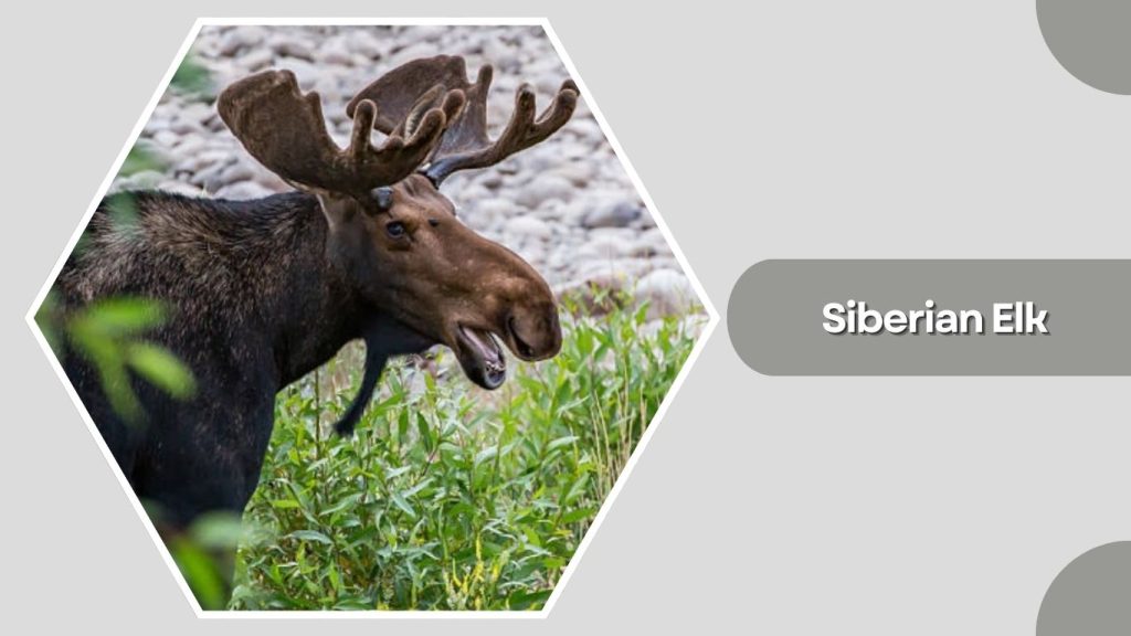 Siberian Elk