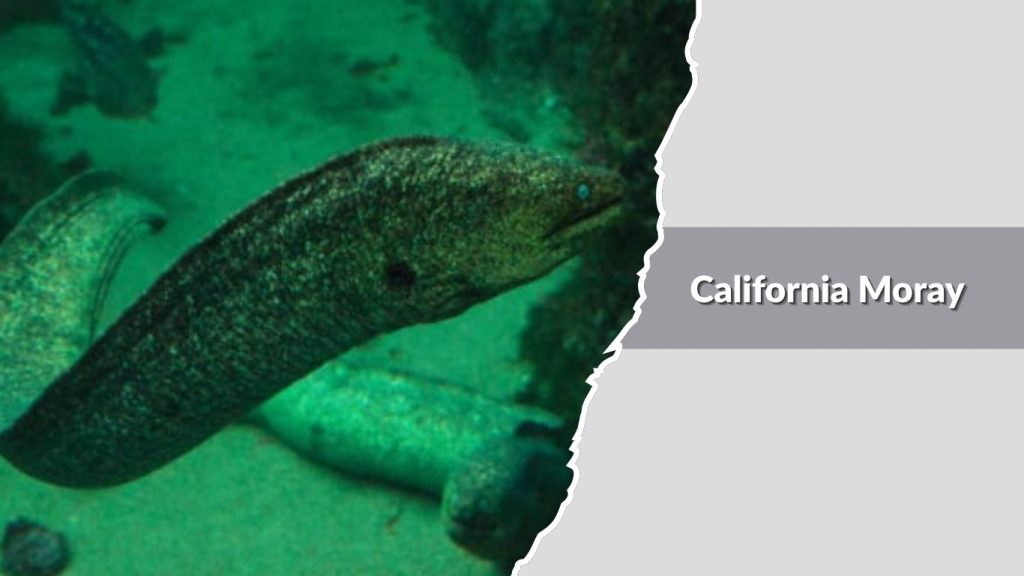 California Moray