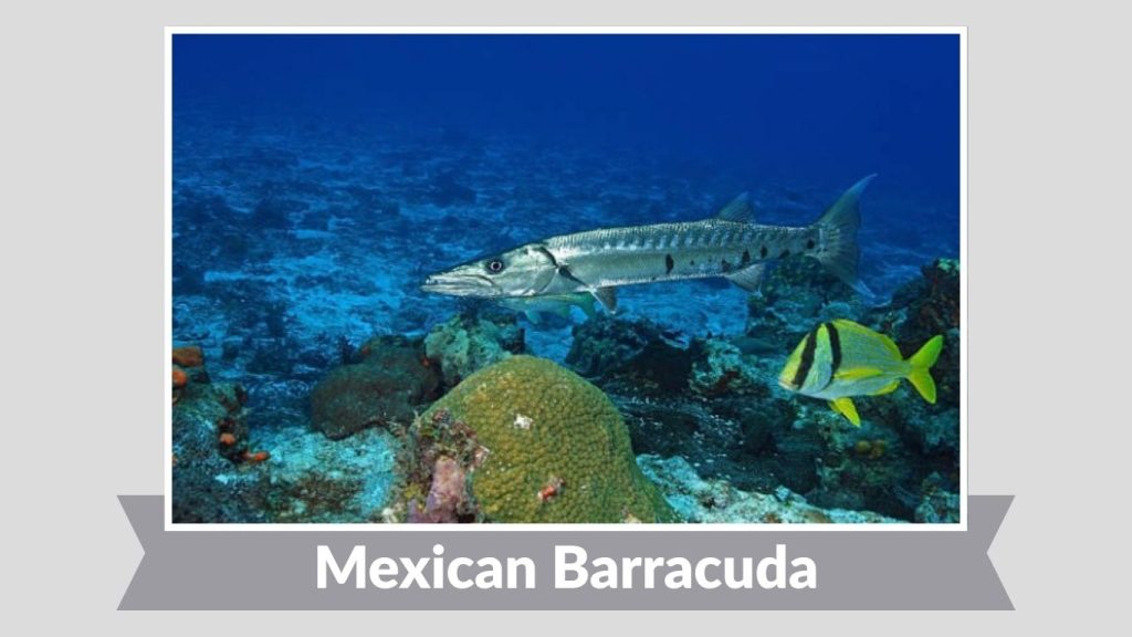 Mexican Barracuda