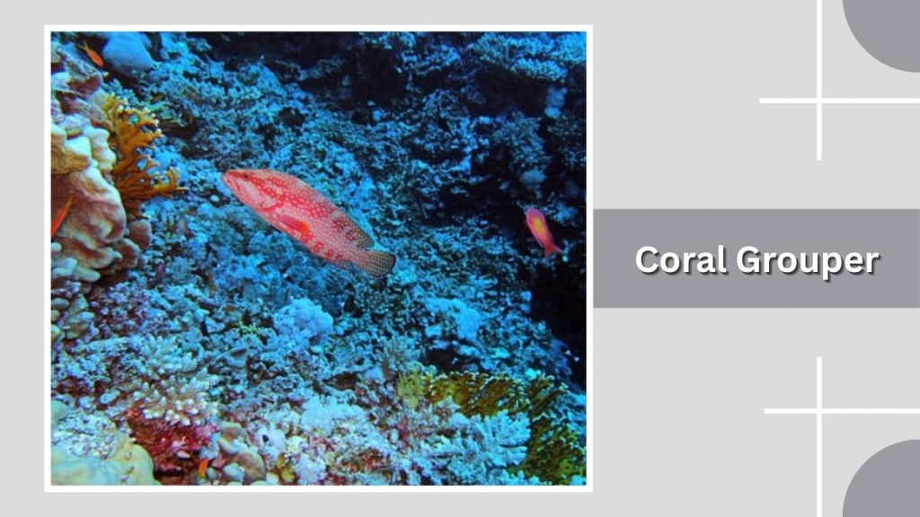Coral Grouper