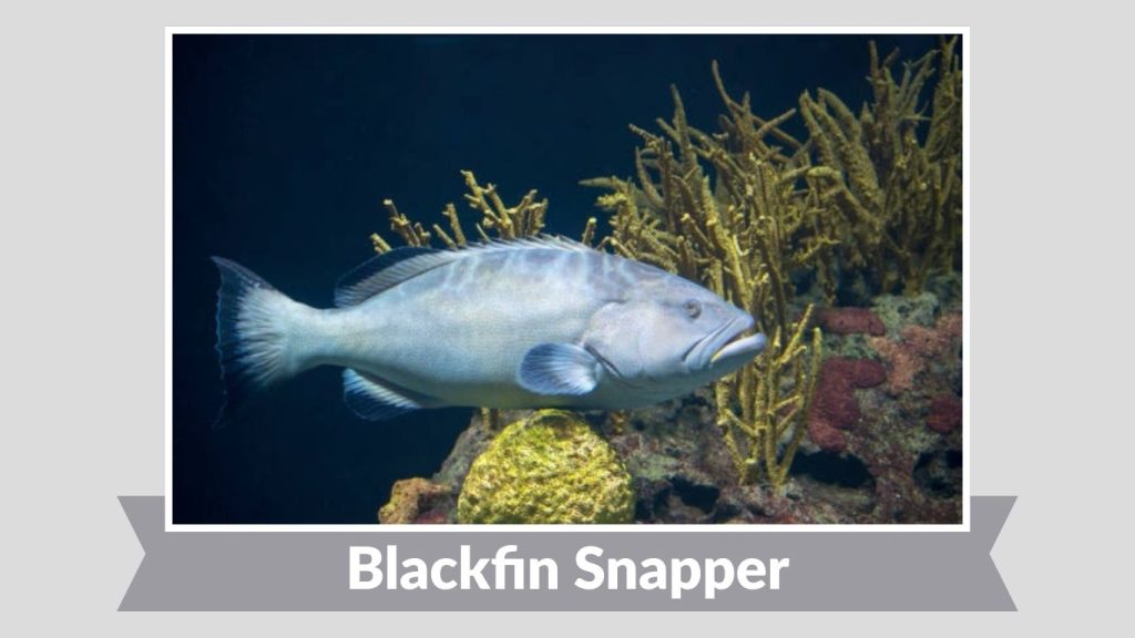 Blackfin Snapper