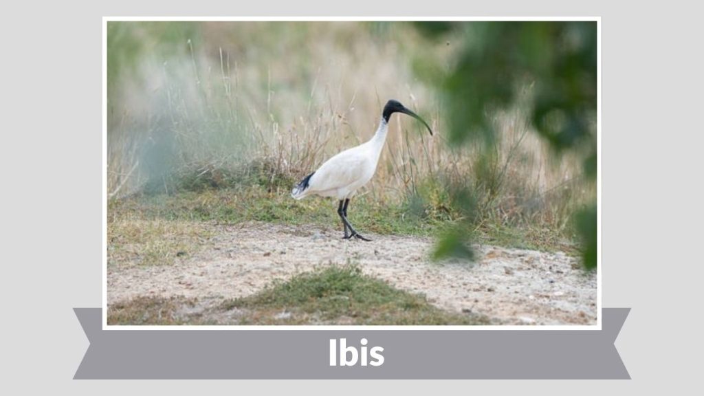 Ibis