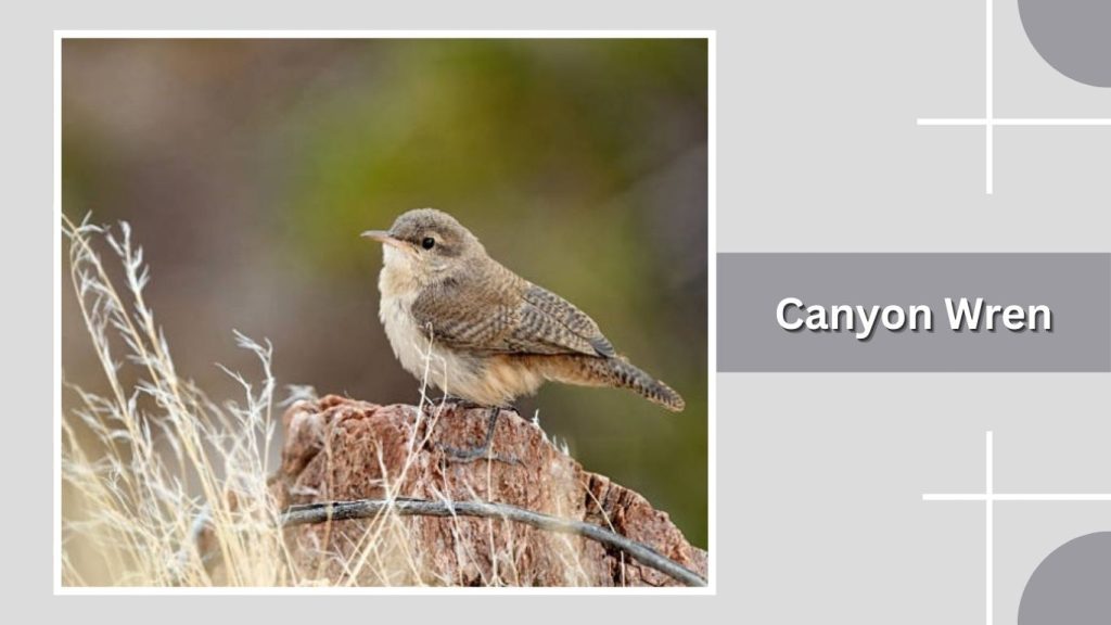 Canyon Wren