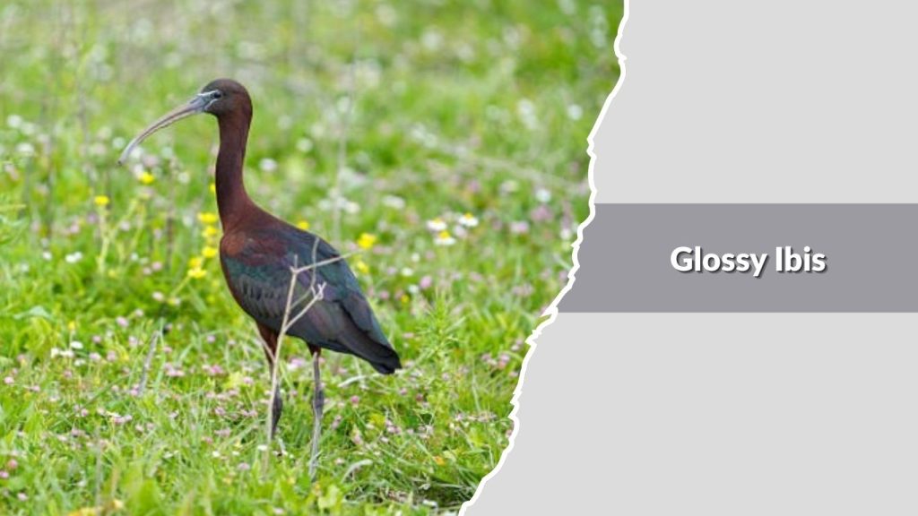 Glossy Ibis