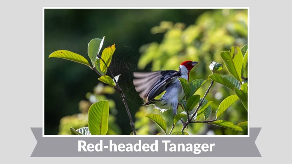 Red-headed Tanager