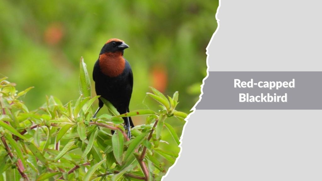 Red-capped Blackbird