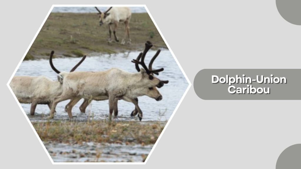 Dolphin-Union Caribou
