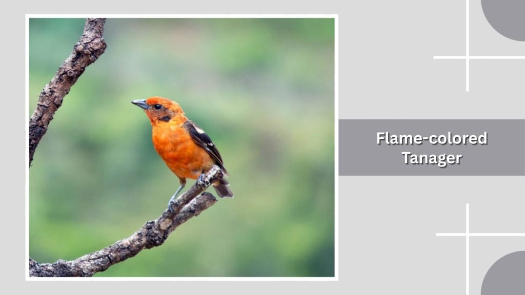 Flame-colored Tanager
