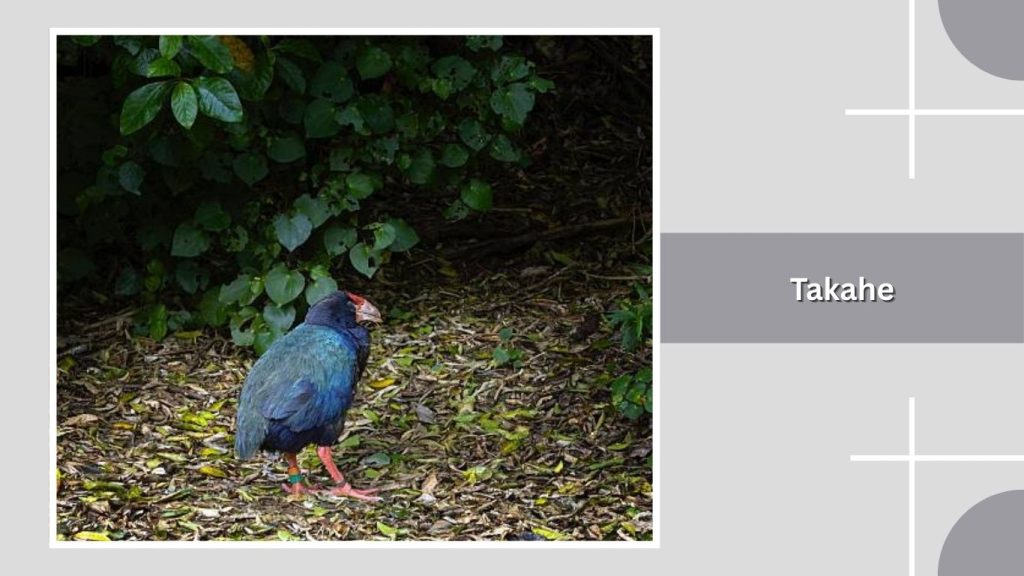 Takahe