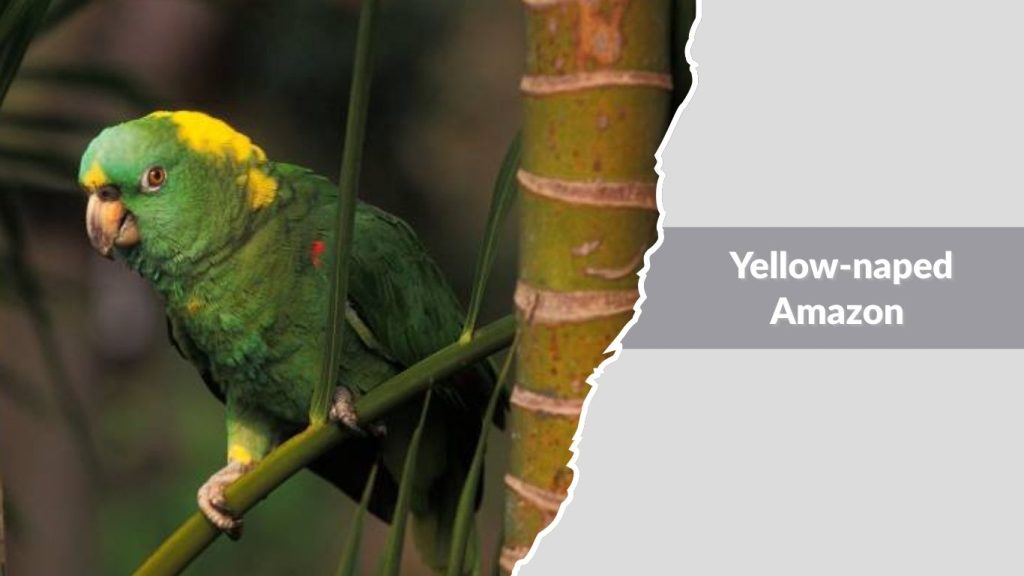 Yellow-naped Amazon