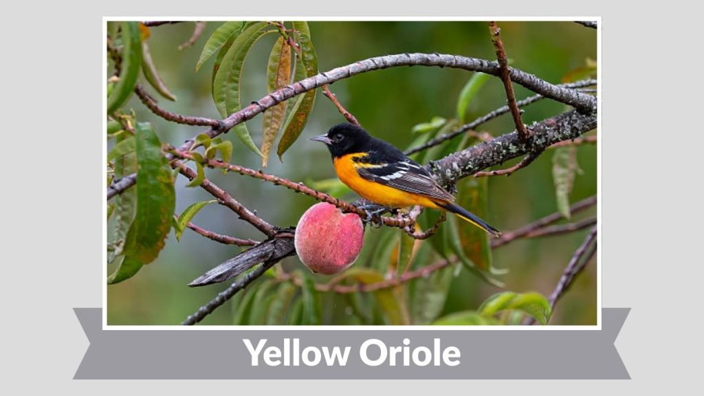 Yellow Oriole
