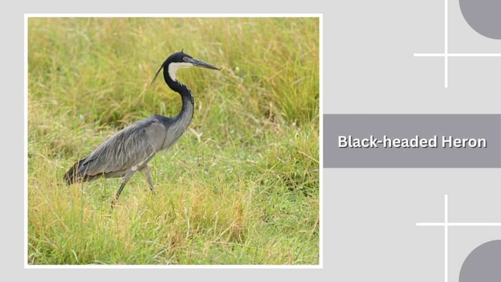 Black-headed Heron