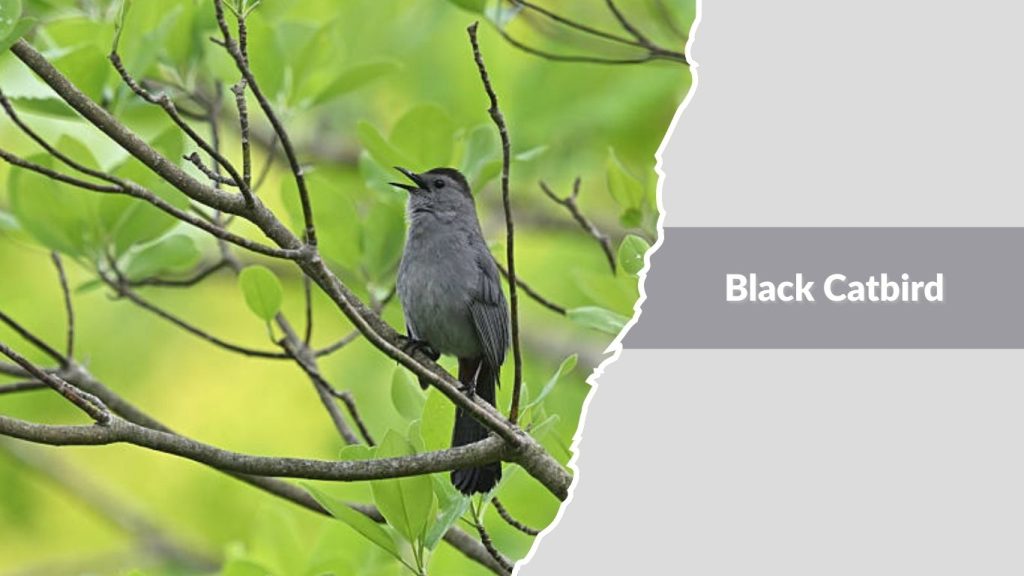 Black Catbird