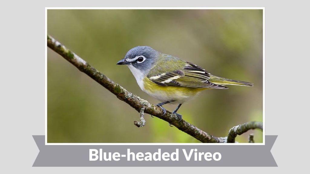 Blue-headed Vireo
