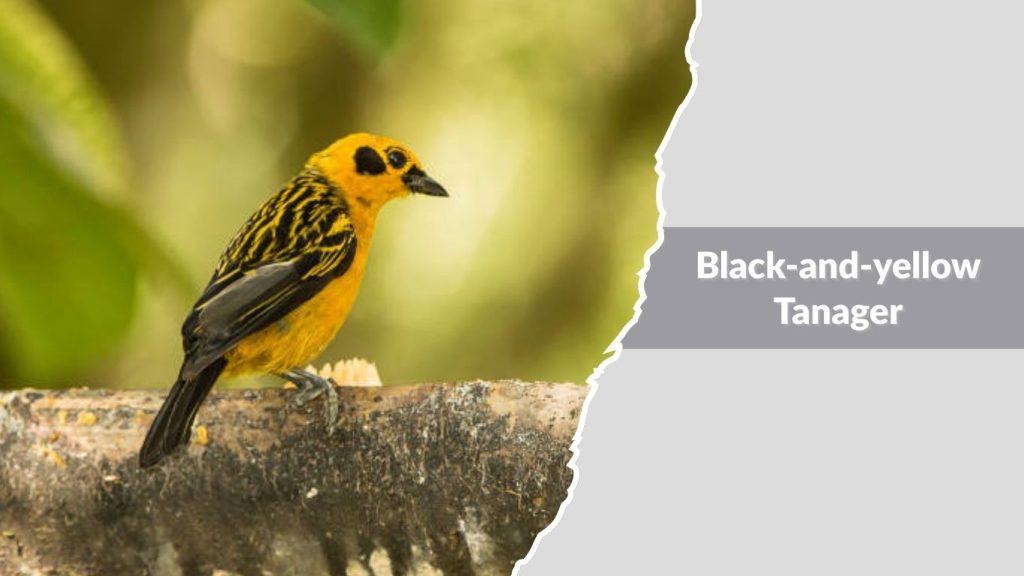 Black-and-yellow Tanager
