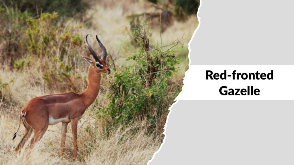 Red-fronted Gazelle