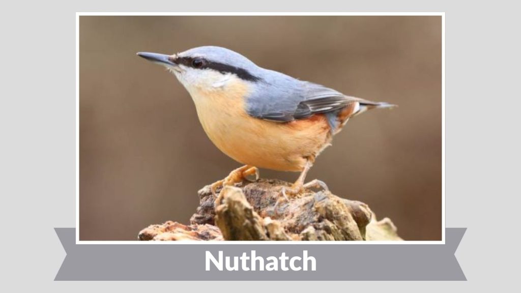 Nuthatch