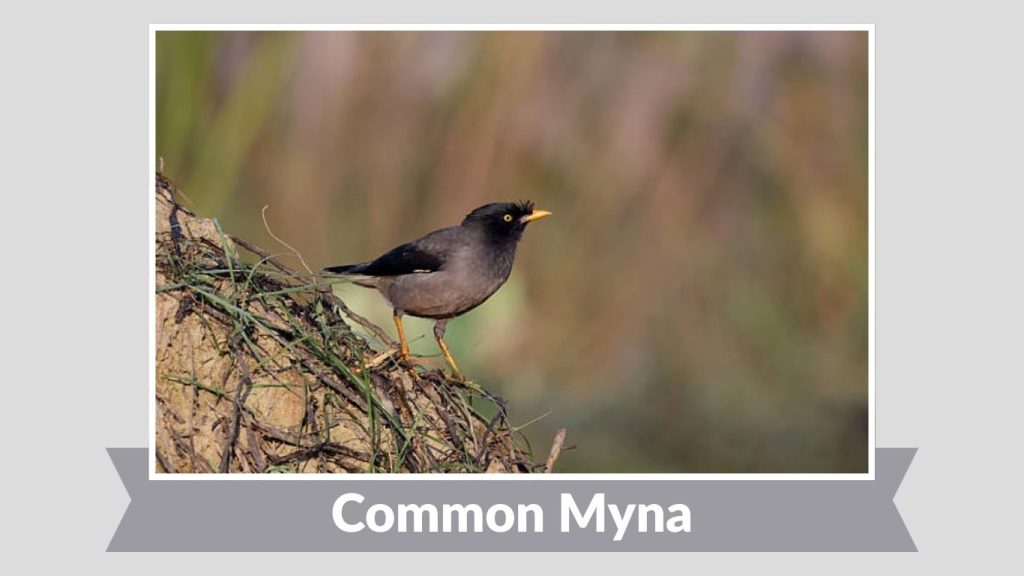 Common Myna 