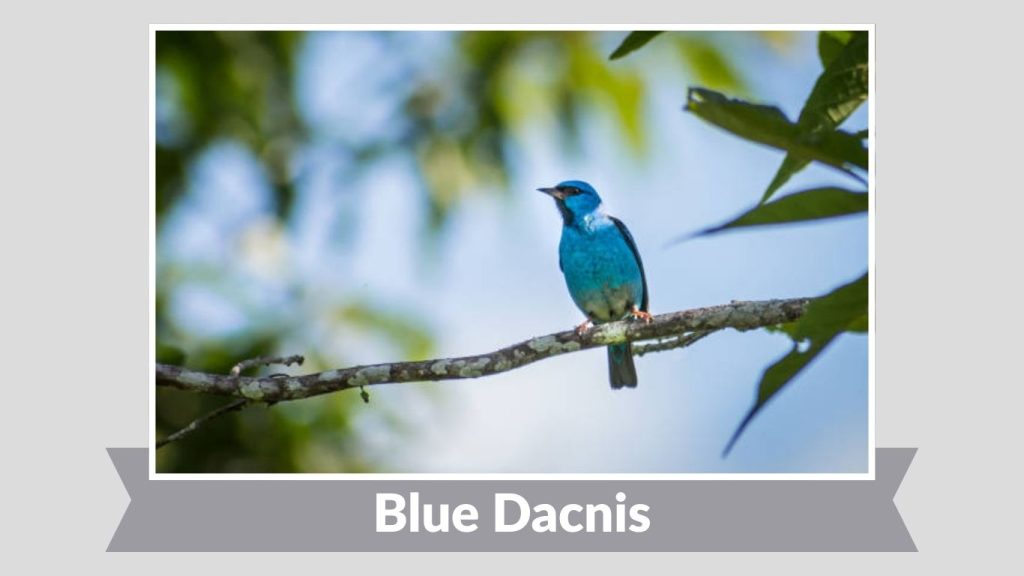 Blue Dacnis 