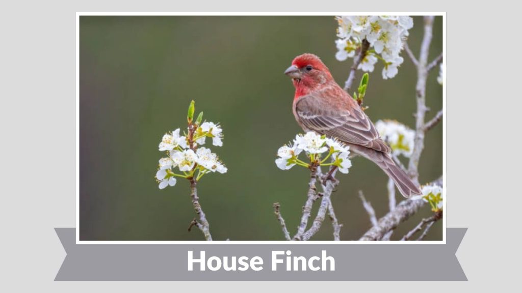 House Finch