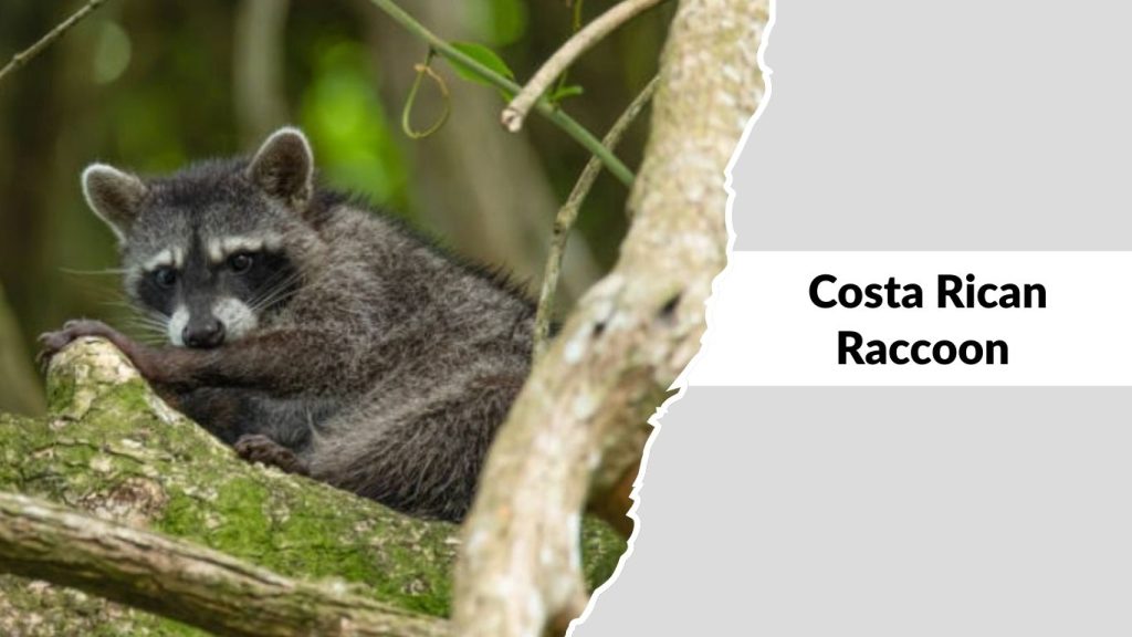 Costa Rican Raccoon (Procyon lotor pumilus)