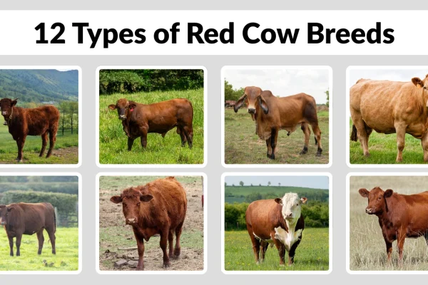12 Types of Red Cow Breeds Identification With Picture