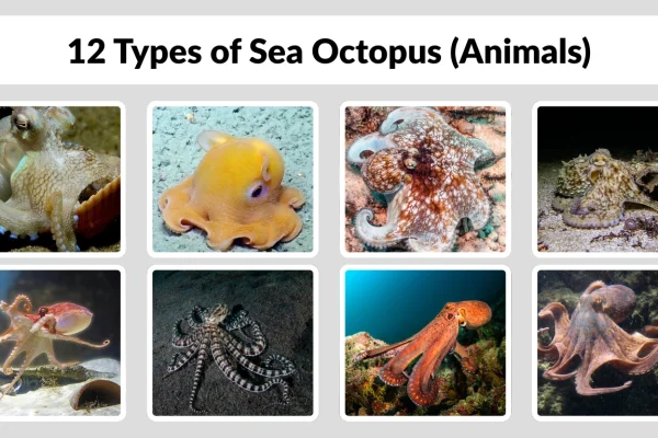 12 Types of Sea Octopus (Animals) Species Identification with Pictures 