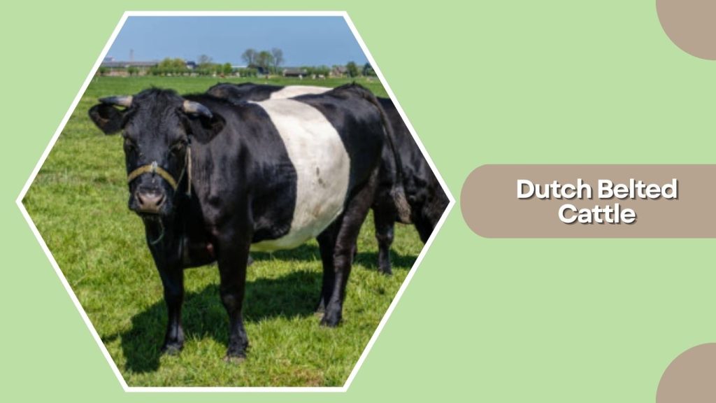 Dutch Belted Cattle