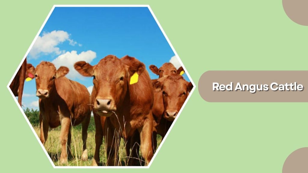 Red Angus Cattle