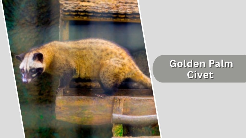  Golden Palm Civet 