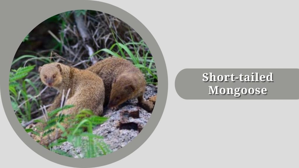  Short-tailed Mongoose