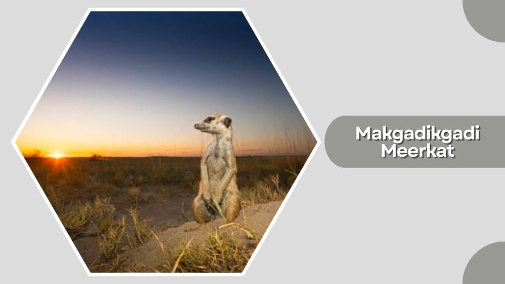 Makgadikgadi Meerkat
