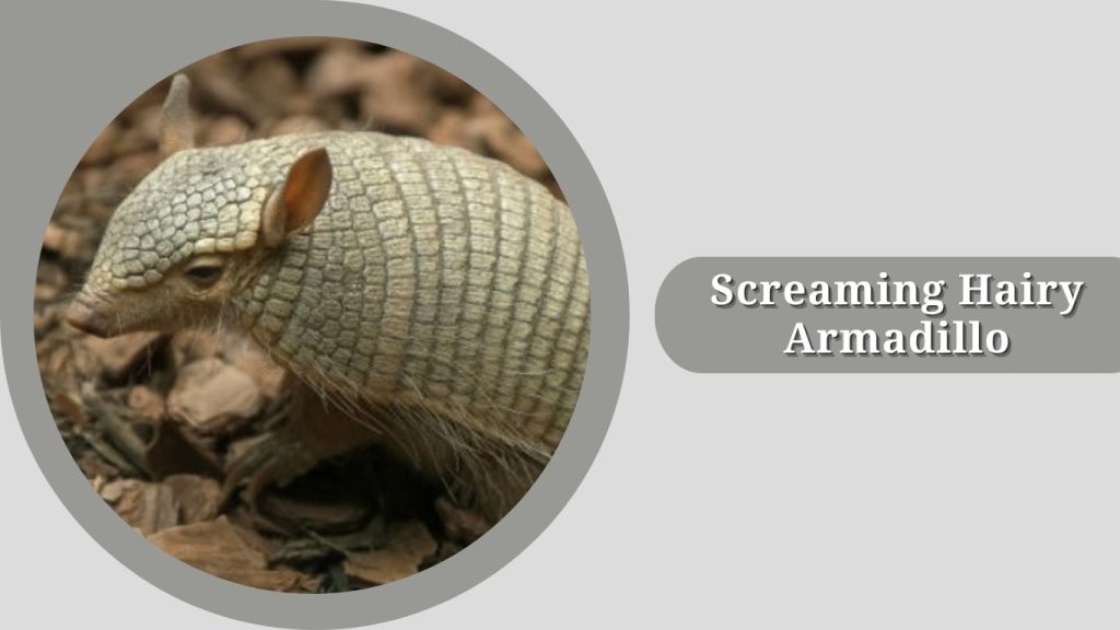 Screaming Hairy Armadillo