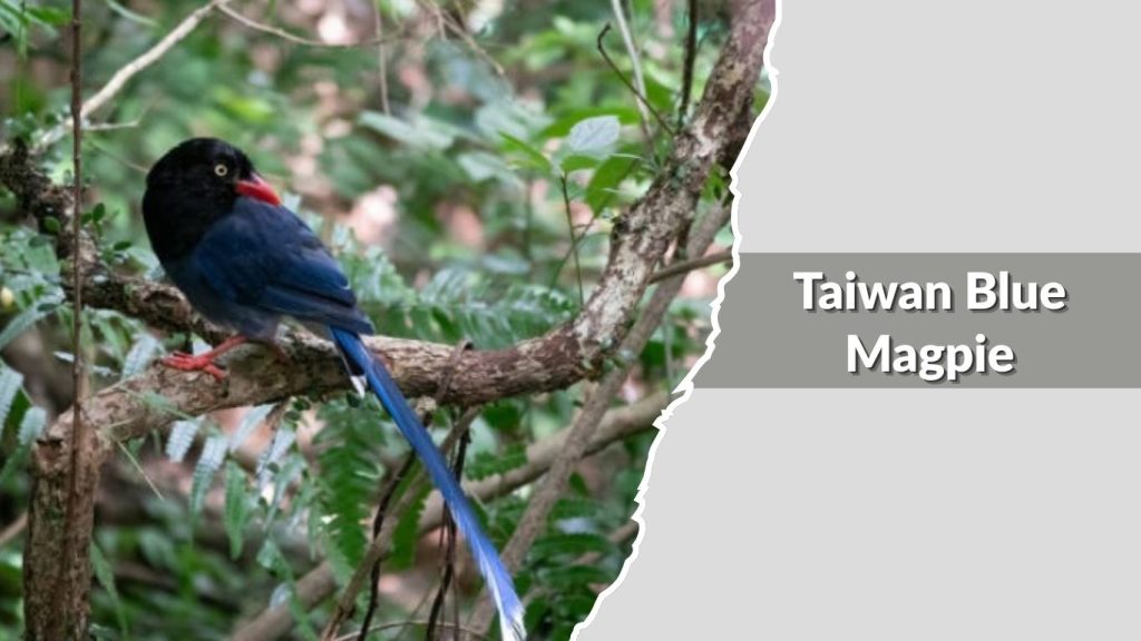 Taiwan Blue Magpie 