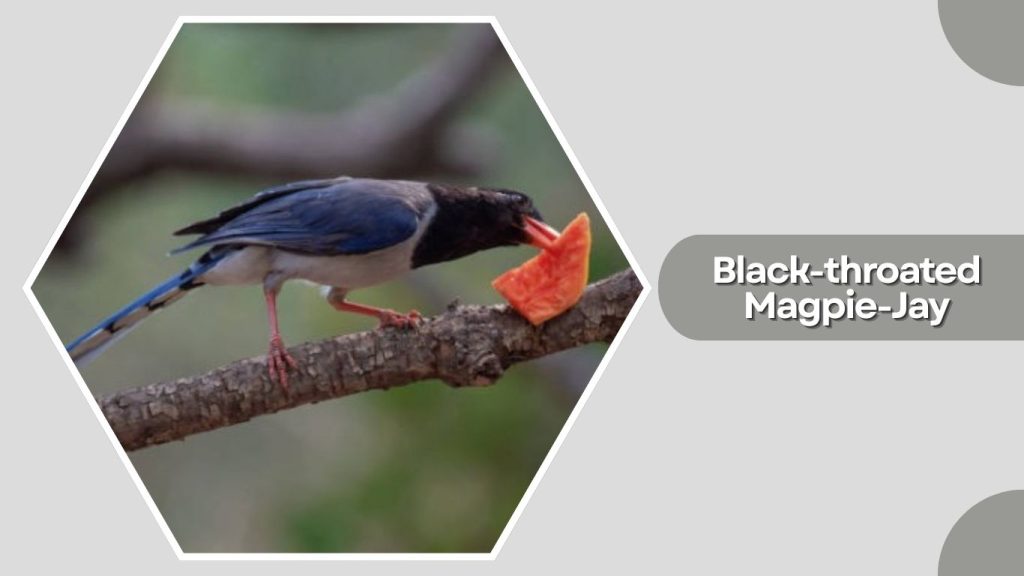 Black-throated Magpie-Jay