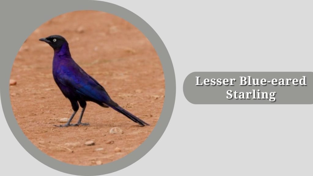 Lesser Blue-eared Starling