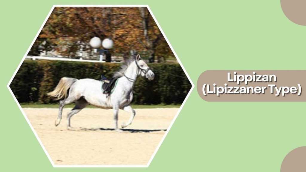 Lippizan (Lipizzaner Type)