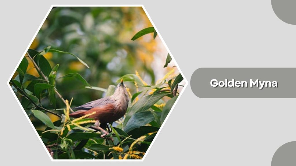 Golden Myna 